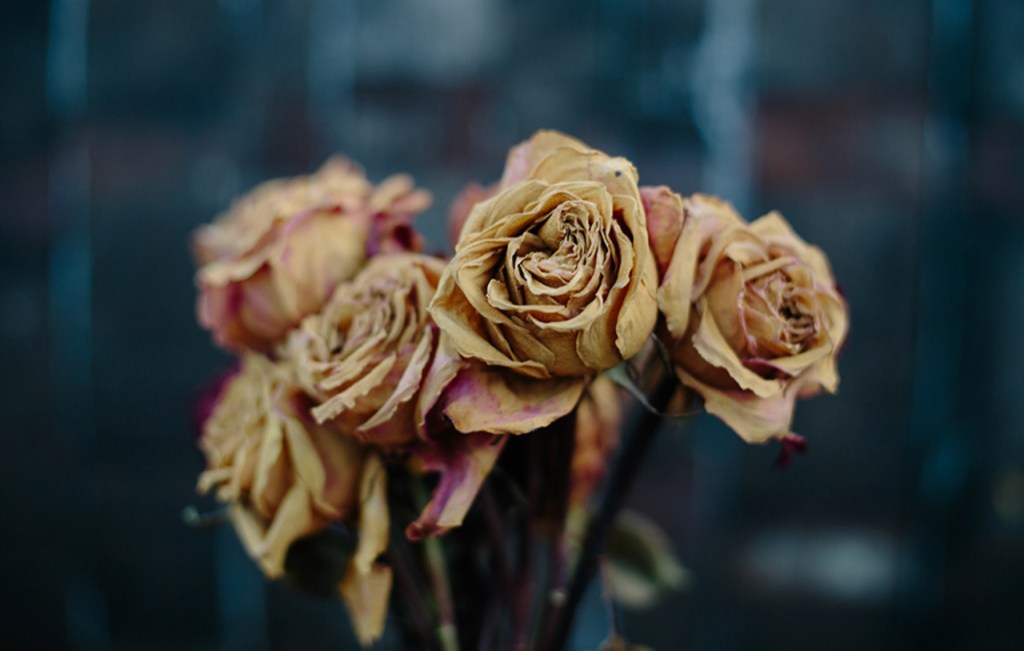 Examining the Progressive&nbsp;Wishlist